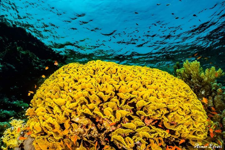 Eine riesige gelbe Korallenkuppel, darüber ein Schwarm kleiner Fische