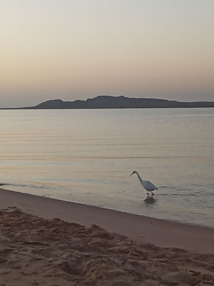 Ein weißer Reiher watet im flachen Wasser am Strand, dahinter eine Insel im Abendlicht